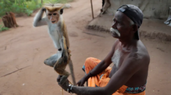 A Unique Culture at the Verge of Extinction Sri Lanka’s Telugu Community Bears the Brunt of The Pandemic