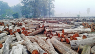 Timber trade ban in Nepal