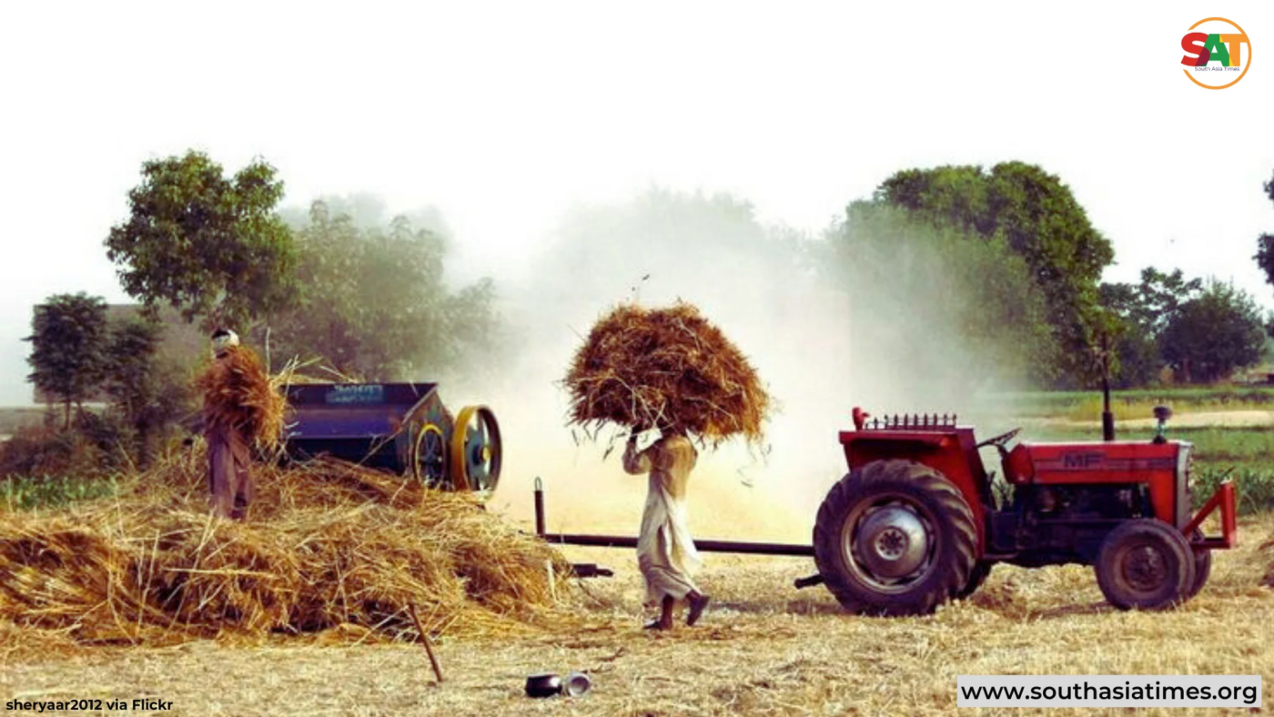 Wheat harvesting, amid wheat crisis, in small village at the Outskirts of Sialkot, Punjab, Pakistan