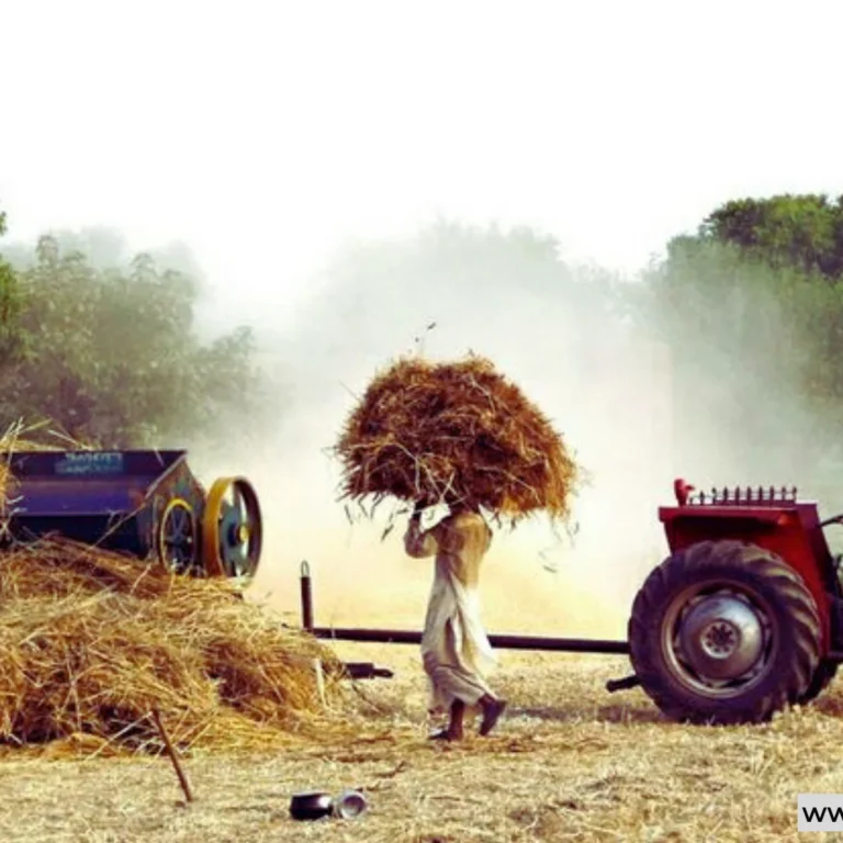 Wheat harvesting, amid wheat crisis, in small village at the Outskirts of Sialkot, Punjab, Pakistan