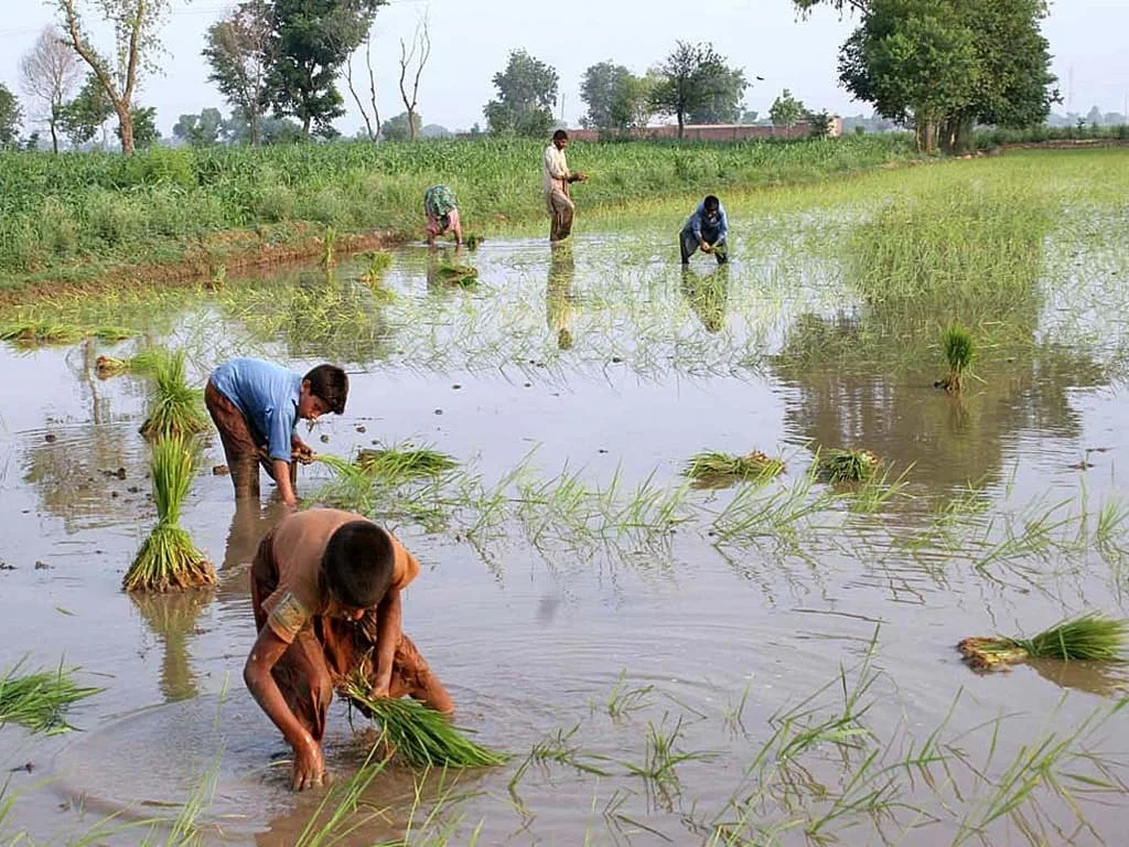 Somewhere in Punjab, Pakistani rice fields [Image via Business Recorder].