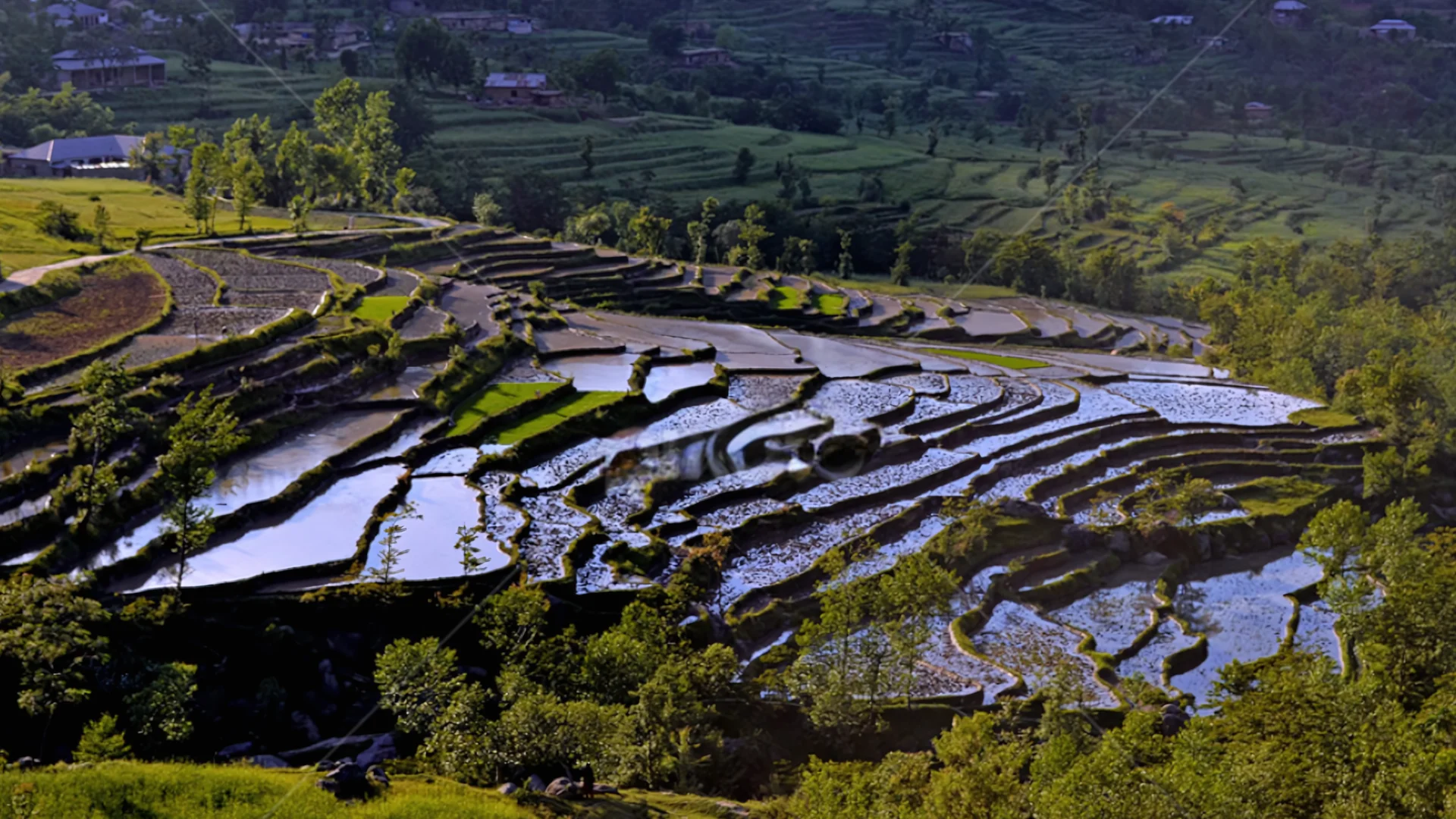 Terraced rice fields of Battagram, in the Hazara Division of Khyber Pakhtunkhwa, Pakistan. This areas is famed for their mountains, thick forests, fertile lands, and enchanting streams [Image Credits: Shehzaad Khan, Pixoto].