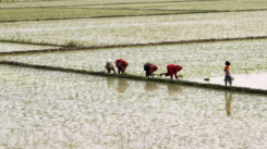 Balancing Growth with Thirst: Can Pakistan's Rice Boom Last?