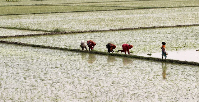 Balancing Growth with Thirst: Can Pakistan's Rice Boom Last?