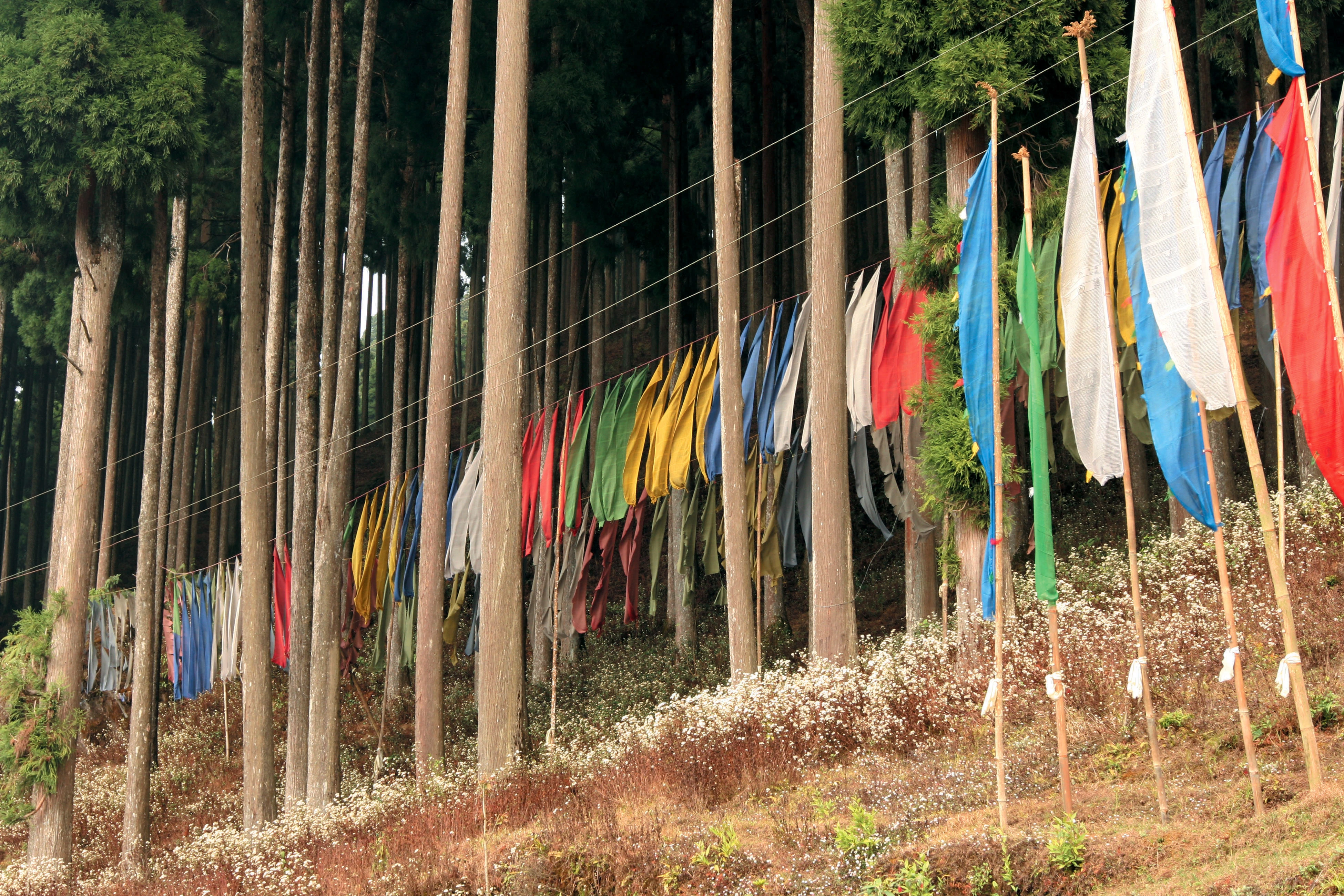 Bhuddist prayer flags [Image via Travel Journalist, Subhasish Chakraborty].