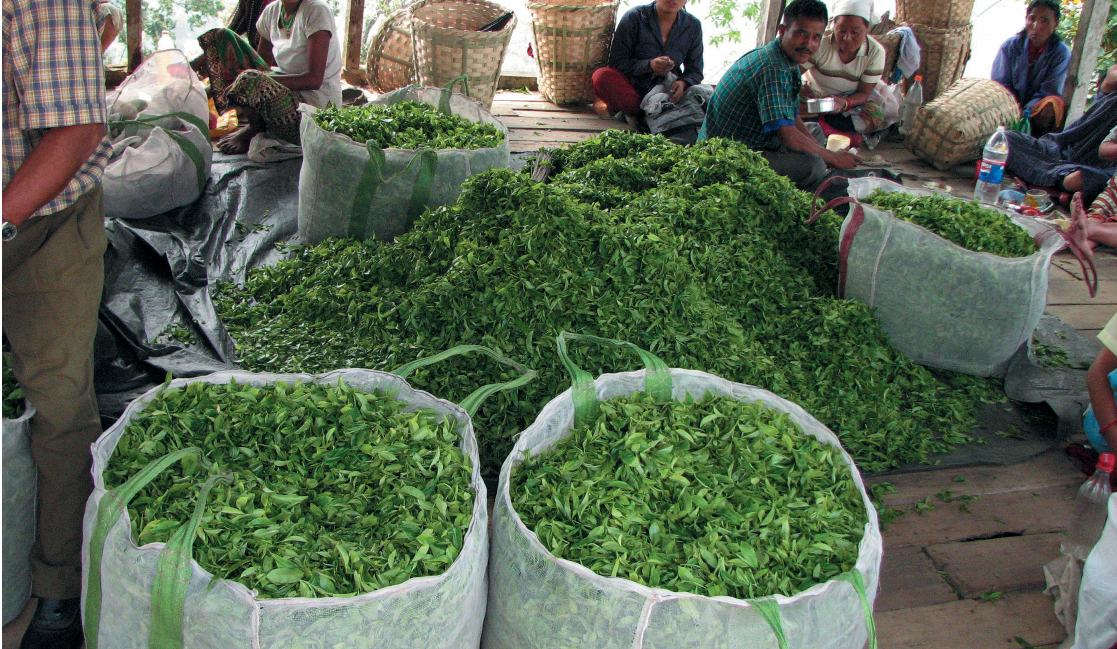 Freshly plucked tea leaves from the fields, vibrant and green, ready for processing.