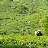 Darjeeling tea fields