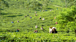 Darjeeling tea fields