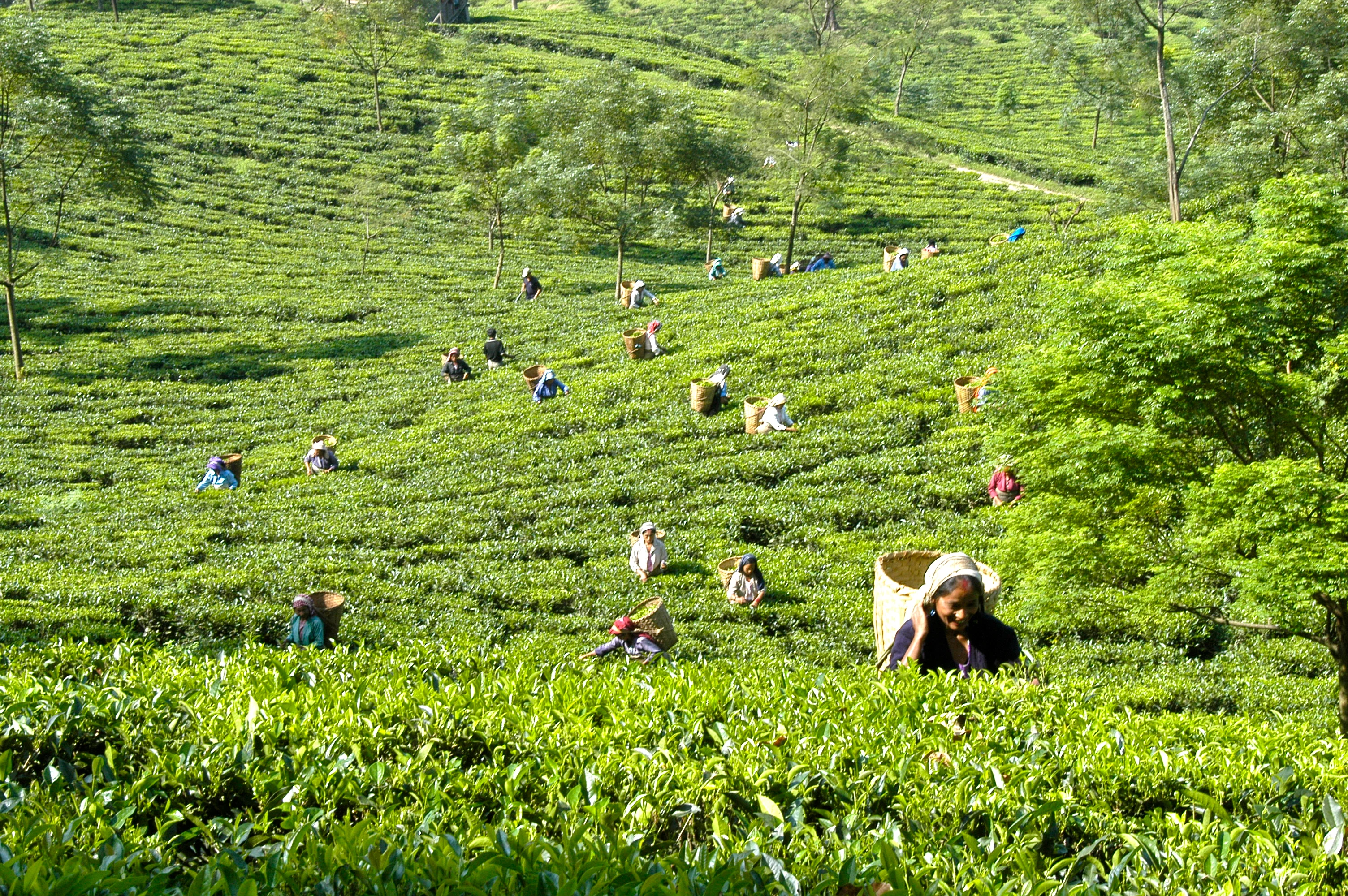 Darjeeling tea fields