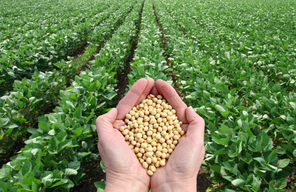 Pakistan’s soybean industry sees opportunity as US prices drop, with key players attending Soy Connext in San Francisco.