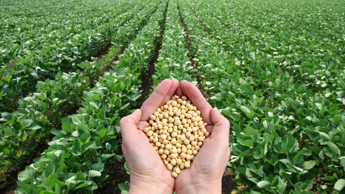 Pakistan’s soybean industry sees opportunity as US prices drop, with key players attending Soy Connext in San Francisco.