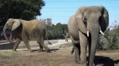 A 19-year-old elephant named Sonia dies of heart failure at a safari park in Karachi, just weeks after reuniting with her sister. [Image via Gulf News]