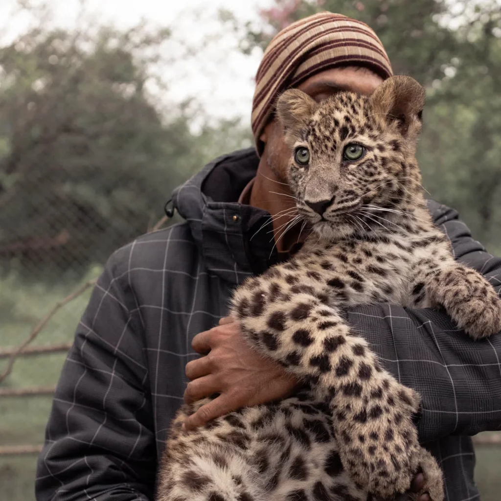 Leopard killings surge in Pakistan due to human-wildlife conflict, deforestation, and lack of compensation for victims. [Image via The Guardian]