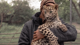 Leopard killings surge in Pakistan due to human-wildlife conflict, deforestation, and lack of compensation for victims. [Image via The Guardian]