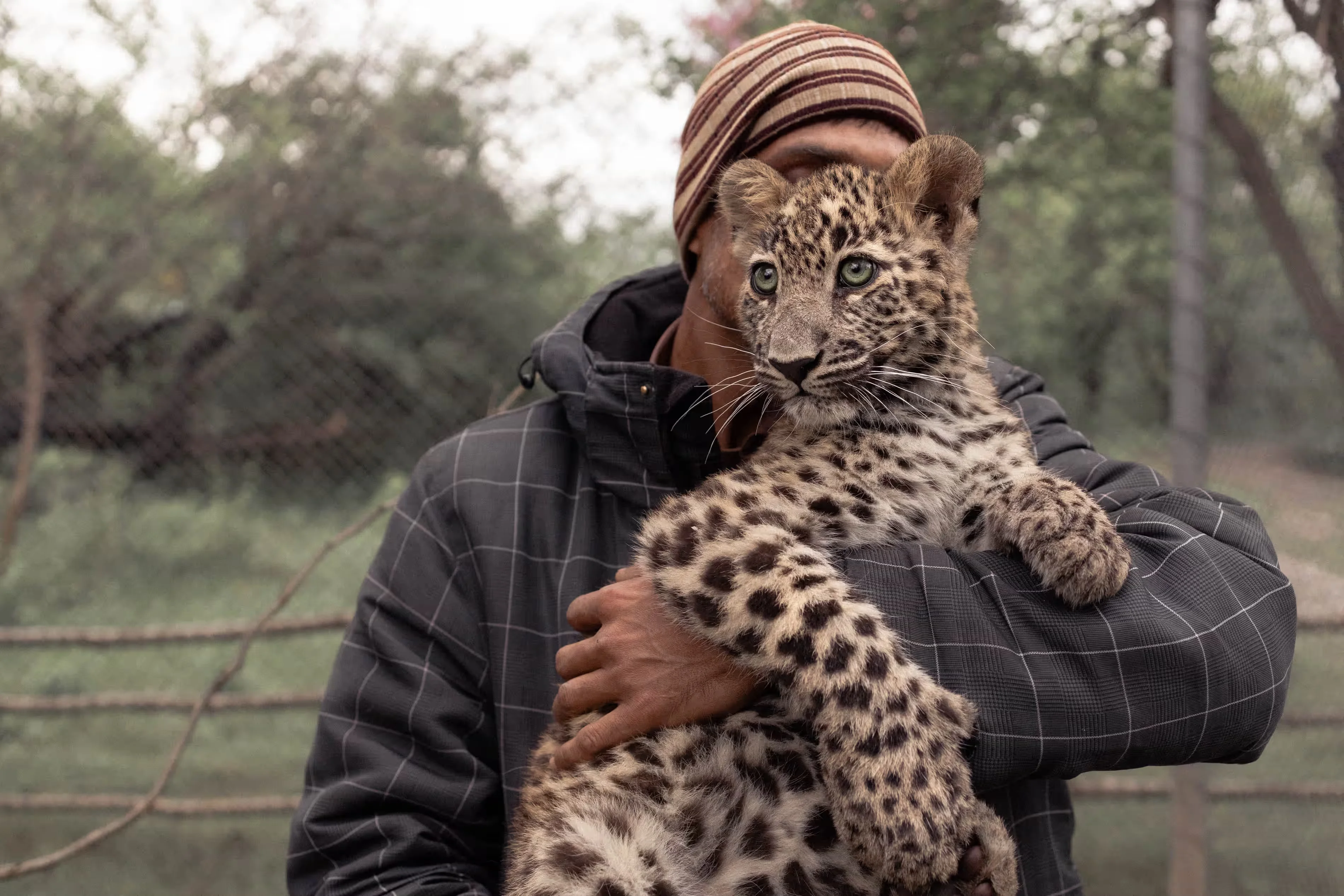 Leopard killings surge in Pakistan due to human-wildlife conflict, deforestation, and lack of compensation for victims. [Image via The Guardian]