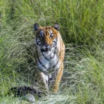 Boom in the tiger population of Nepal sparks debate as conservation success clashes with rising human-wildlife conflicts. [Image via WWF Nepal]