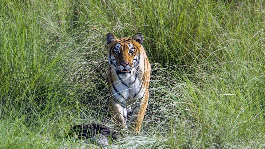 Boom in the tiger population of Nepal sparks debate as conservation success clashes with rising human-wildlife conflicts. [Image via WWF Nepal]