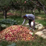 Kashmiris fear losing orchards as India's mega projects threaten land, livelihoods, and regional demographics. [Image via AP]