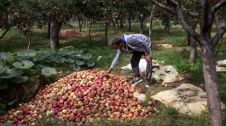 Kashmiris fear losing orchards as India's mega projects threaten land, livelihoods, and regional demographics. [Image via AP]