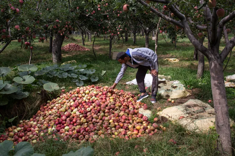 Kashmiris fear losing orchards as India's mega projects threaten land, livelihoods, and regional demographics. [Image via AP]