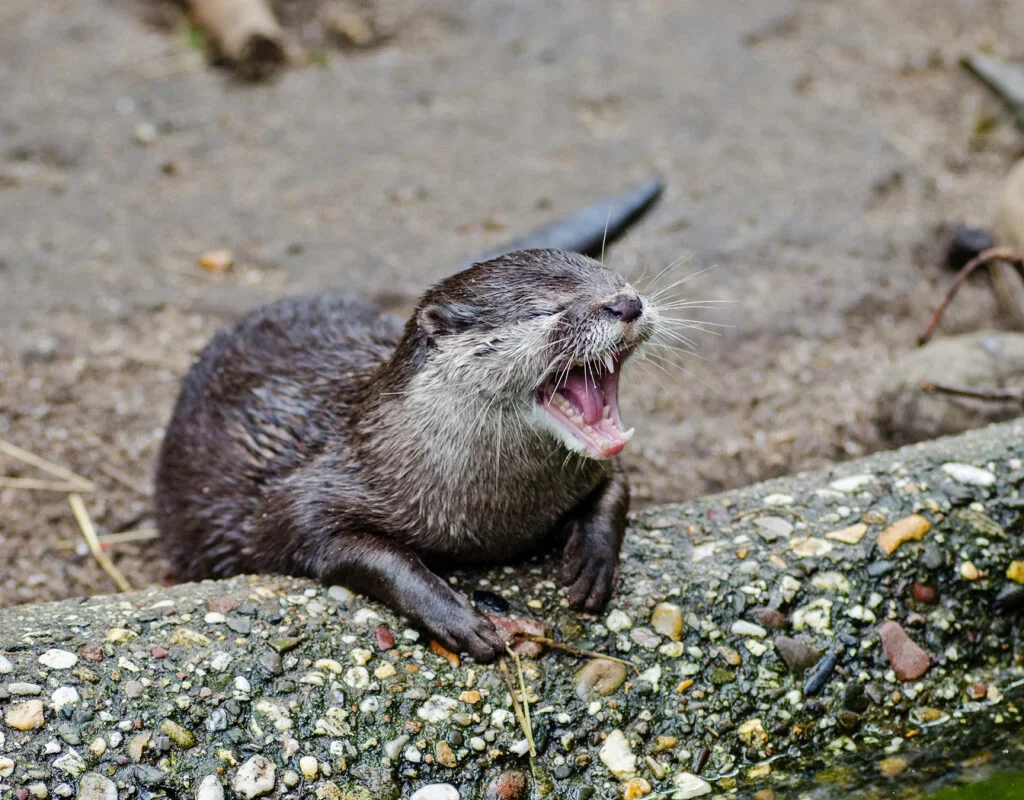 Scientists confirm the presence of the Asian small-clawed otter in Nepal after 185 years, thrilling conservationists. [Image via Mongabay]