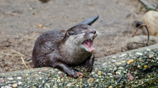 Scientists confirm the presence of the Asian small-clawed otter in Nepal after 185 years, thrilling conservationists. [Image via Mongabay]