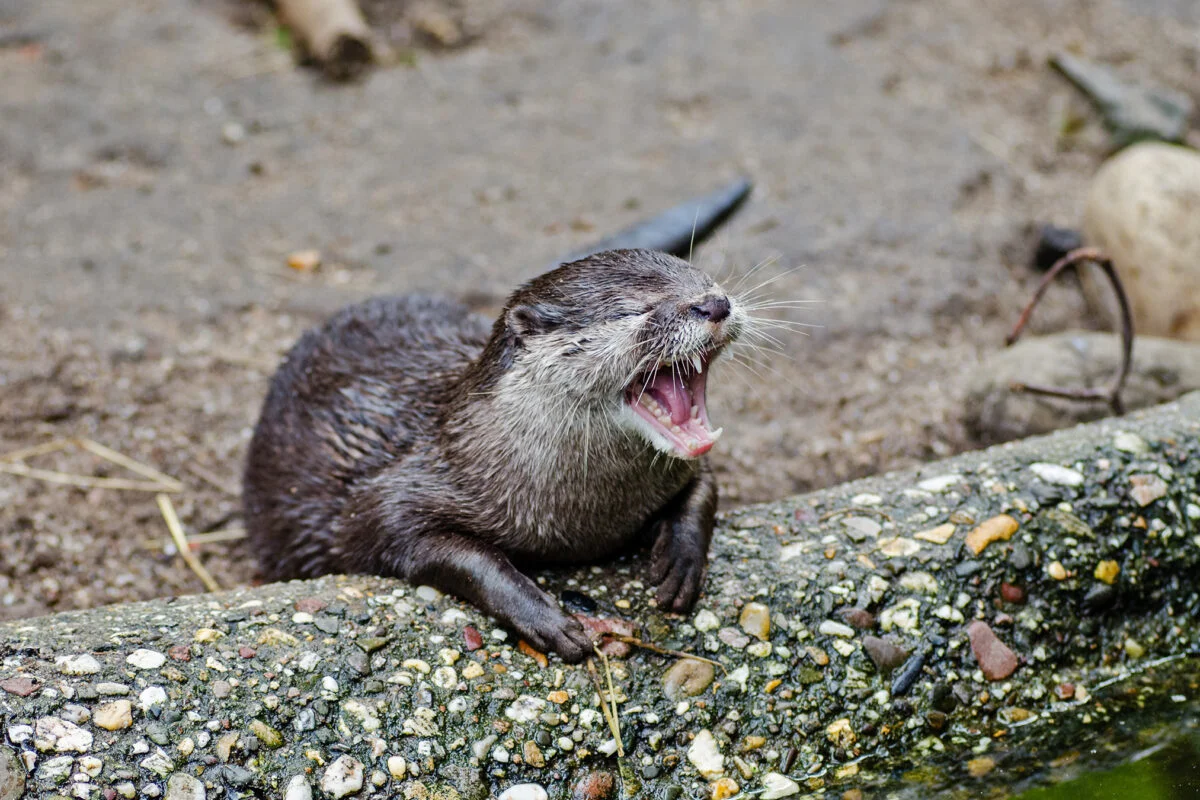 Scientists confirm the presence of the Asian small-clawed otter in Nepal after 185 years, thrilling conservationists. [Image via Mongabay]