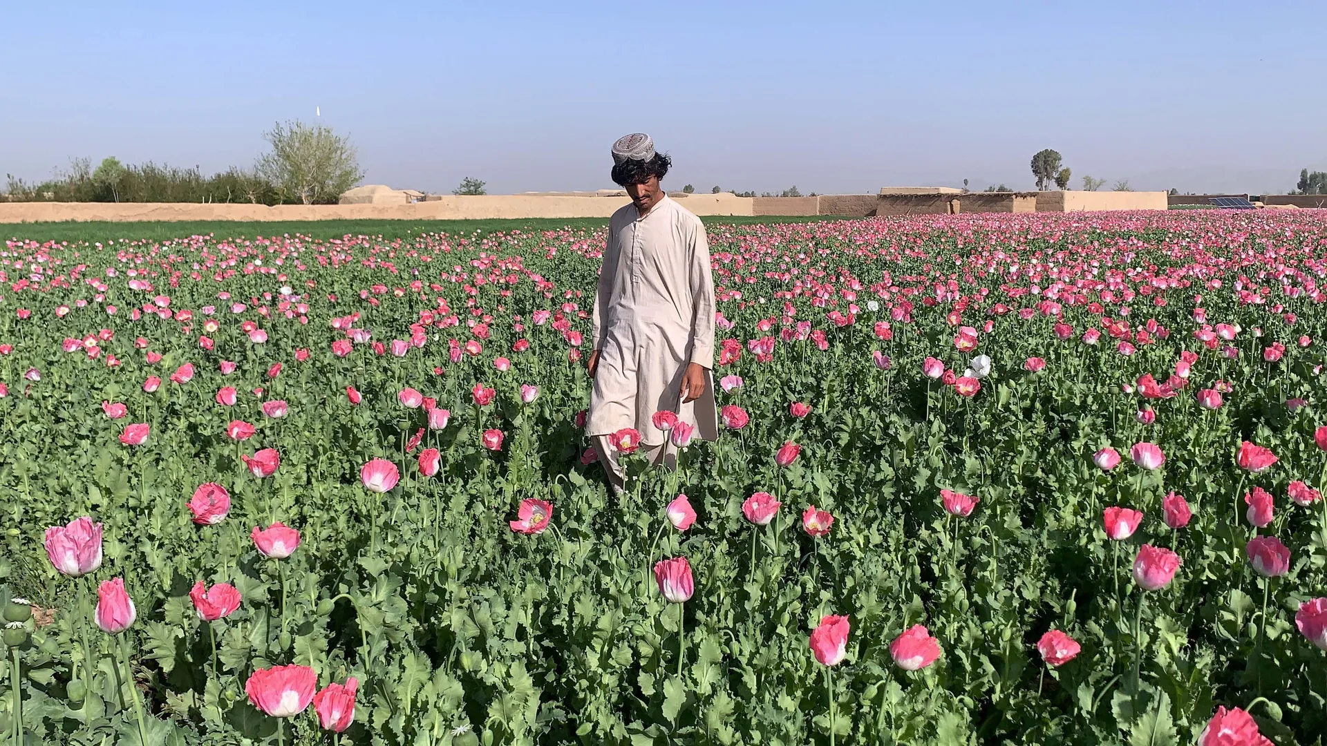 Afghanistan: Terror, Narcotics, and the Global Security Crisis