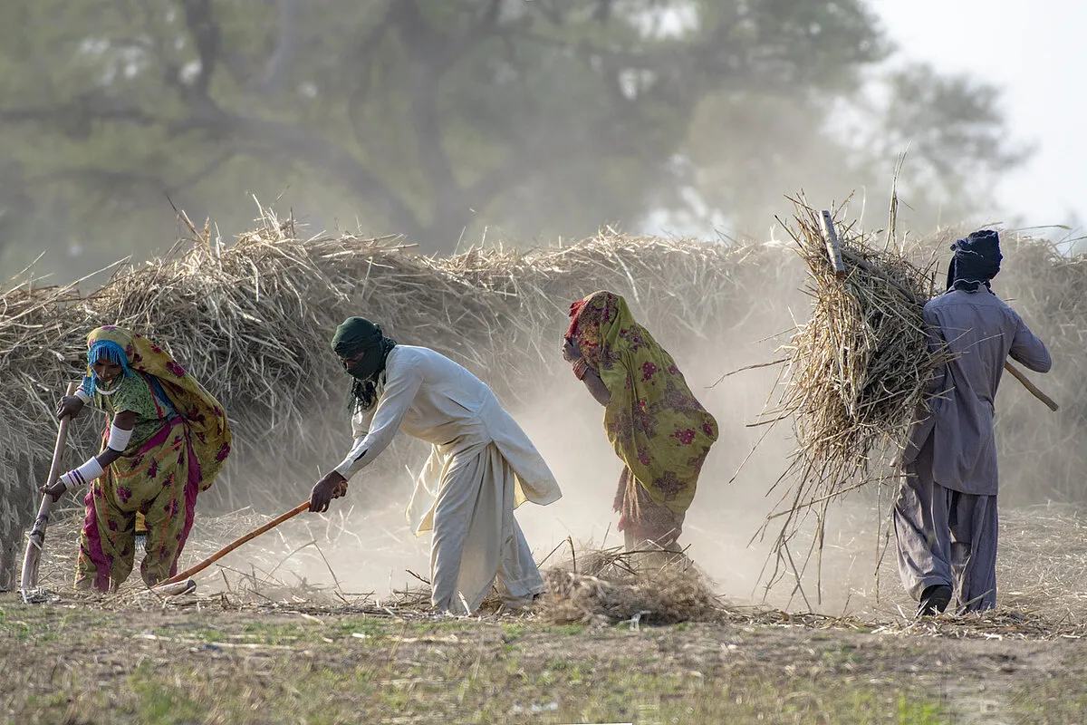 A group of labourers sweeping hay in an open field