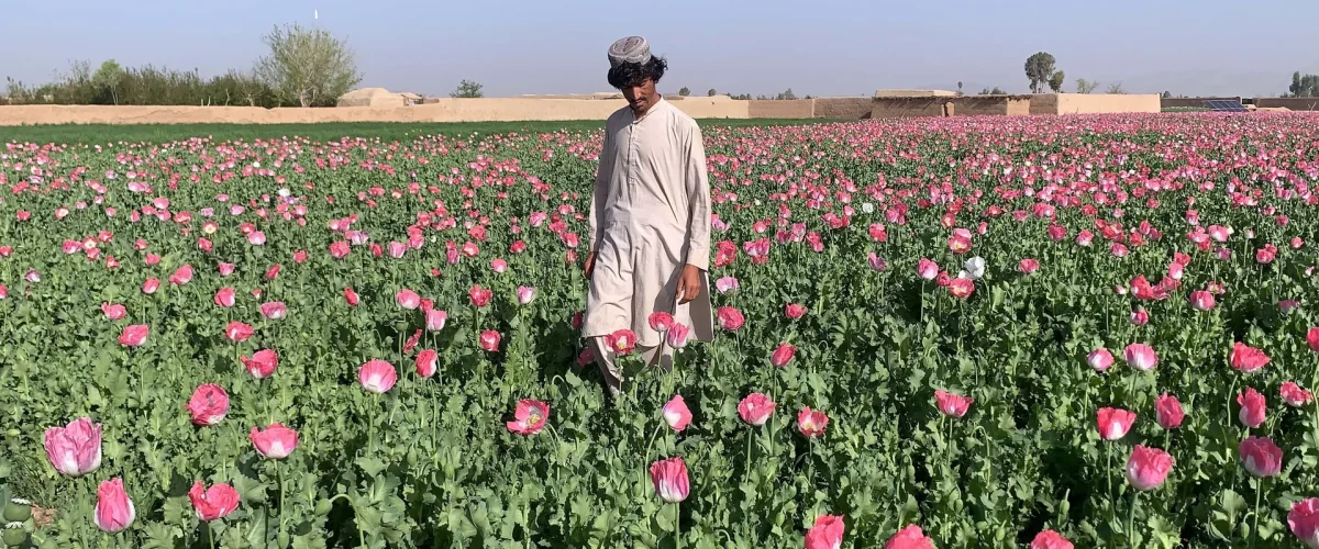 Afghanistan: Terror, Narcotics, and the Global Security Crisis