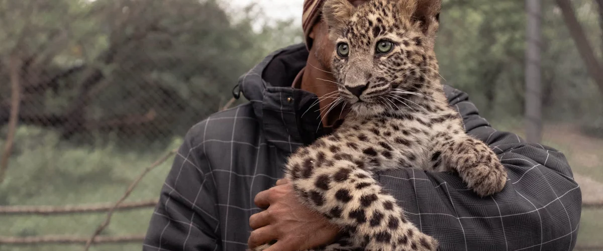 Leopard killings surge in Pakistan due to human-wildlife conflict, deforestation, and lack of compensation for victims. [Image via The Guardian]