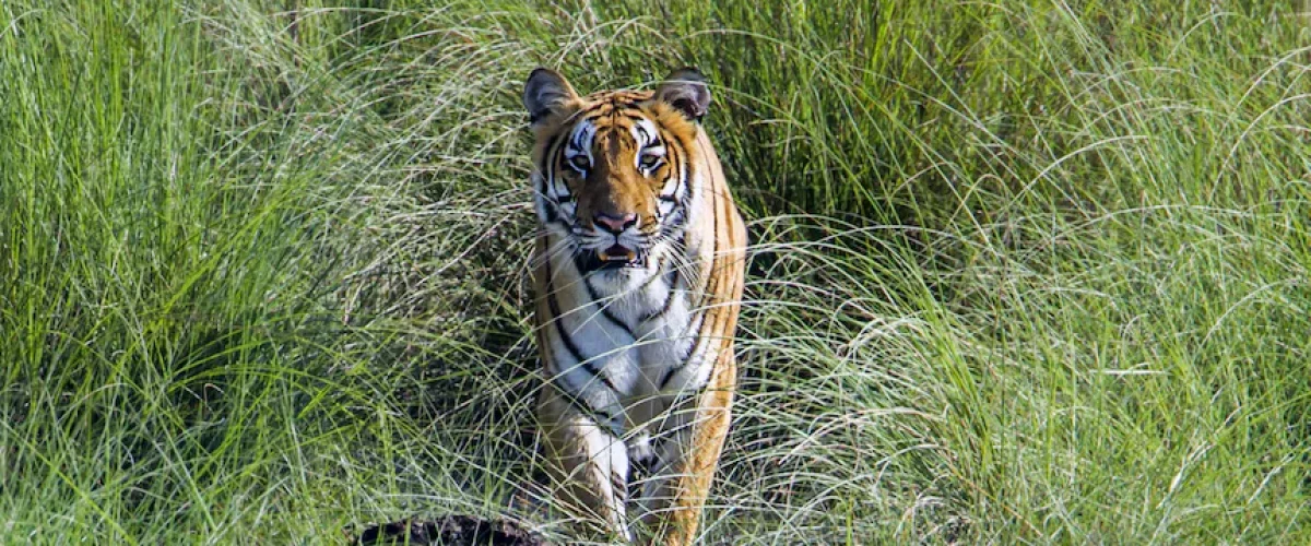 Boom in the tiger population of Nepal sparks debate as conservation success clashes with rising human-wildlife conflicts. [Image via WWF Nepal]