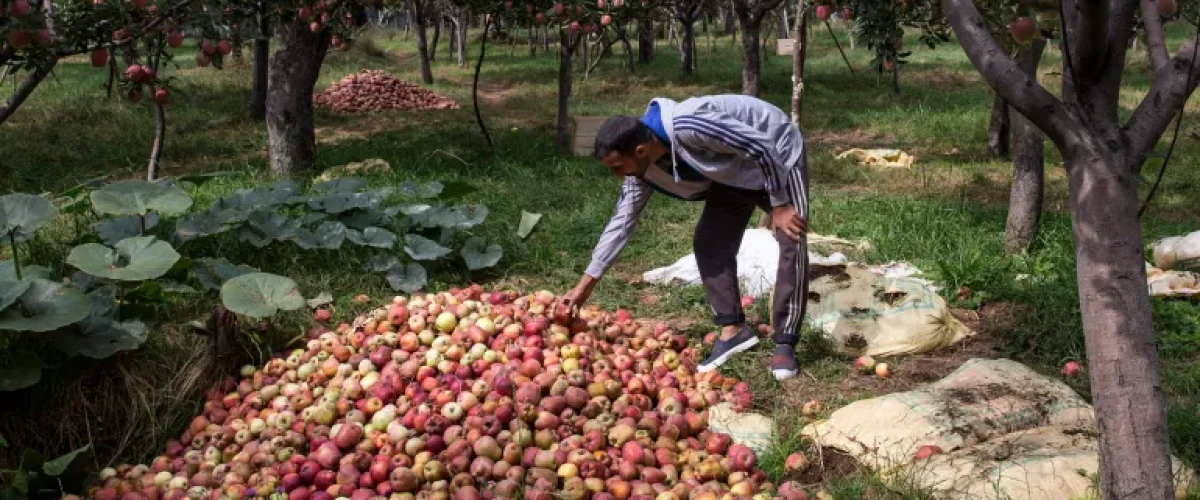 Kashmiris fear losing orchards as India's mega projects threaten land, livelihoods, and regional demographics. [Image via AP]