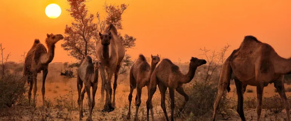 India's camel population plummets due to flawed laws and neglect—explore the crisis and urgent need for reforms. [Image via Al Jazeera]