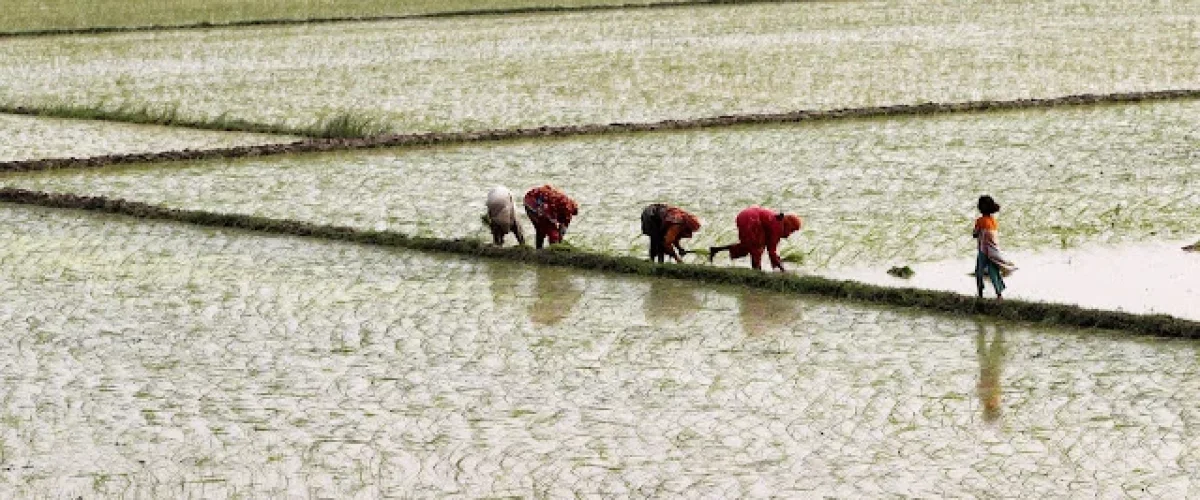 Balancing Growth with Thirst: Can Pakistan's Rice Boom Last?