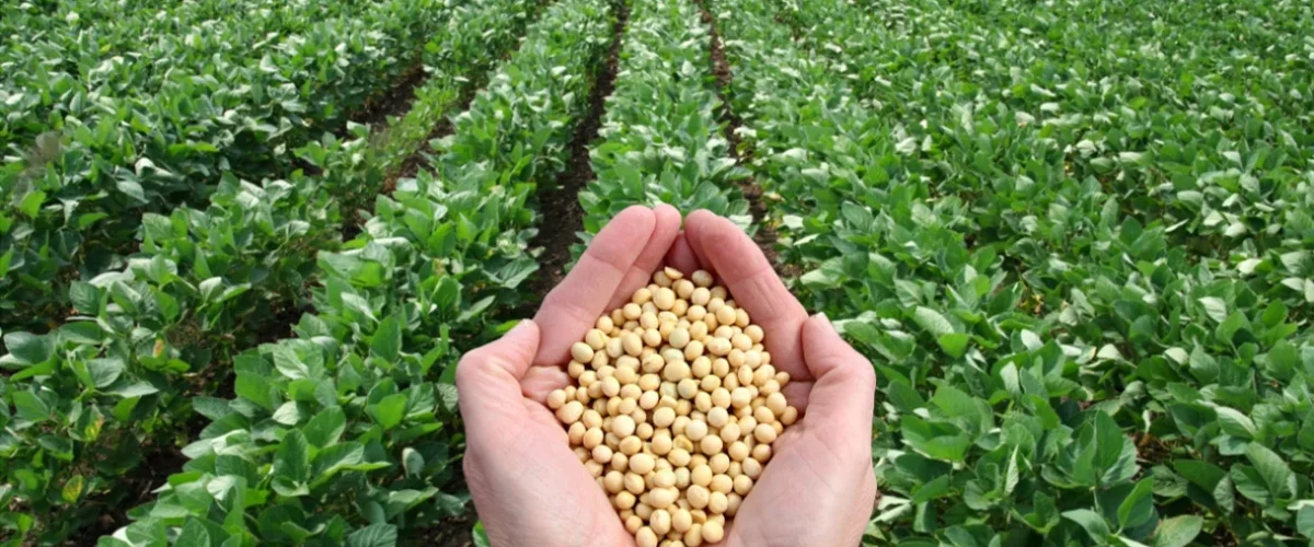Pakistan’s soybean industry sees opportunity as US prices drop, with key players attending Soy Connext in San Francisco.